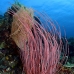 whip_sea_l_gll_v_0120_kom0129.jpg